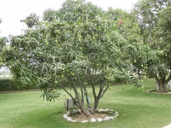 Jim Corbett Resort